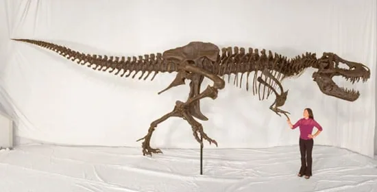 T. rex Replica Skeleton