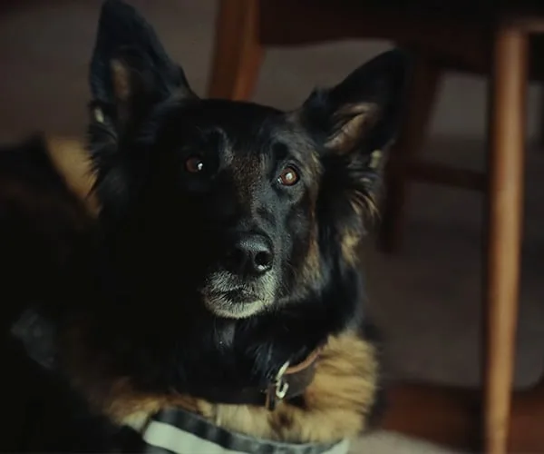 K-9INE! (Short Film)